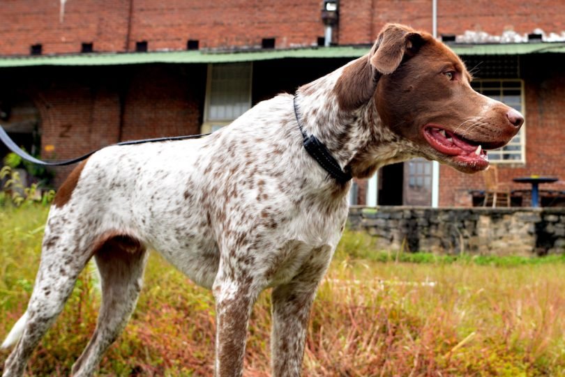 atlanta-dog-park