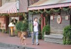 pet-dog-vacation-travel