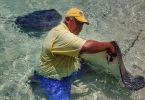 stingrays-feeding