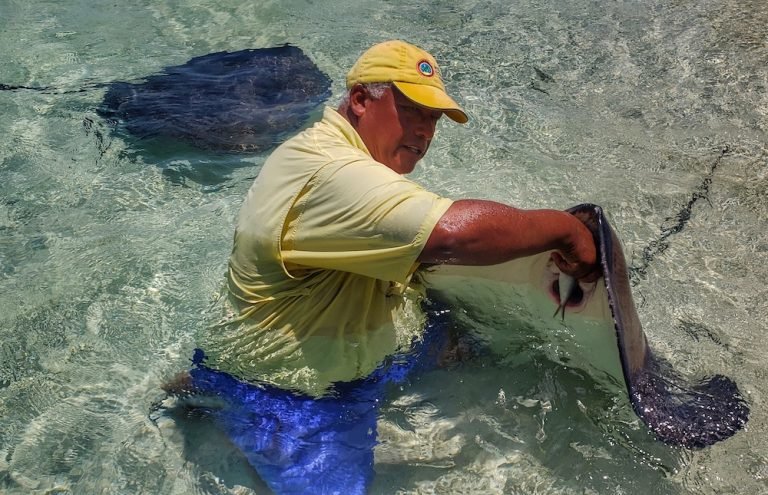 stingrays-feeding