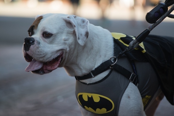 dog batman costume