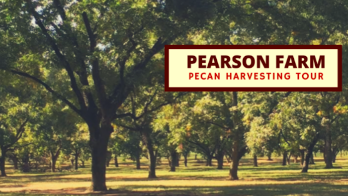 how-are-pecans-harvested