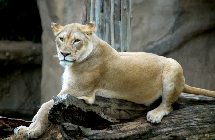 Lion at the Cincinnati Zoo