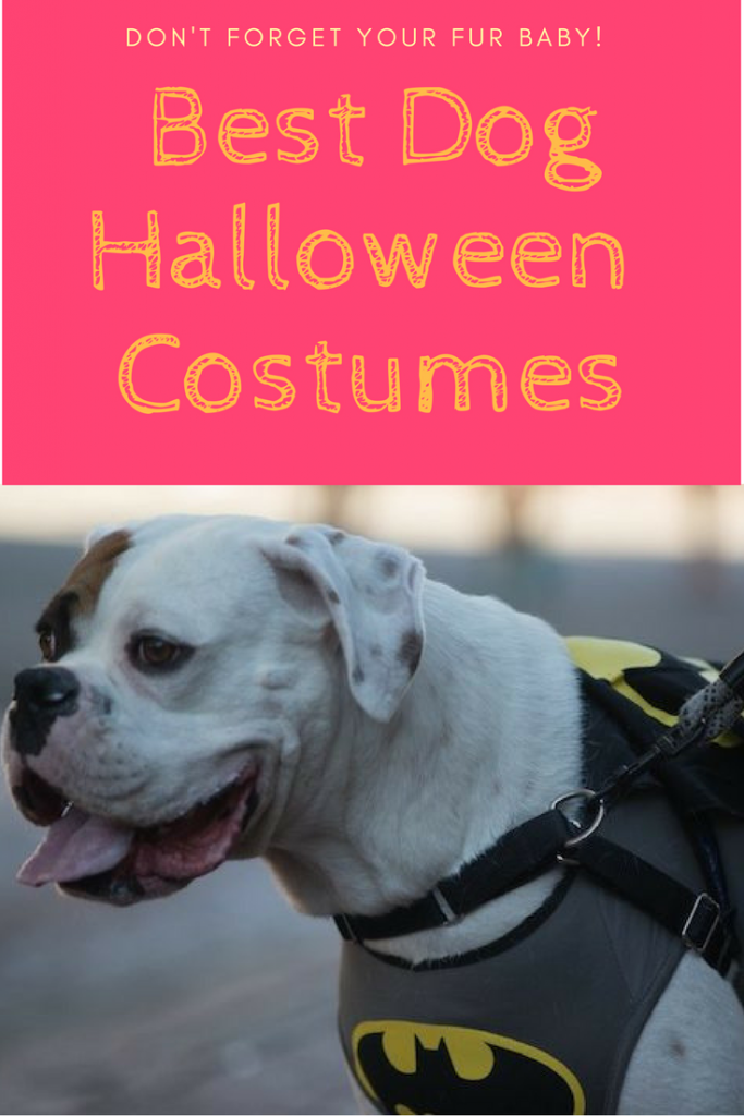 best-dog-halloween-costumes