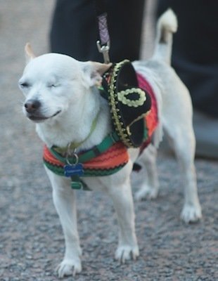 halloween costume mexican dog
