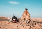 dubai-adventure-travel-roamilicious