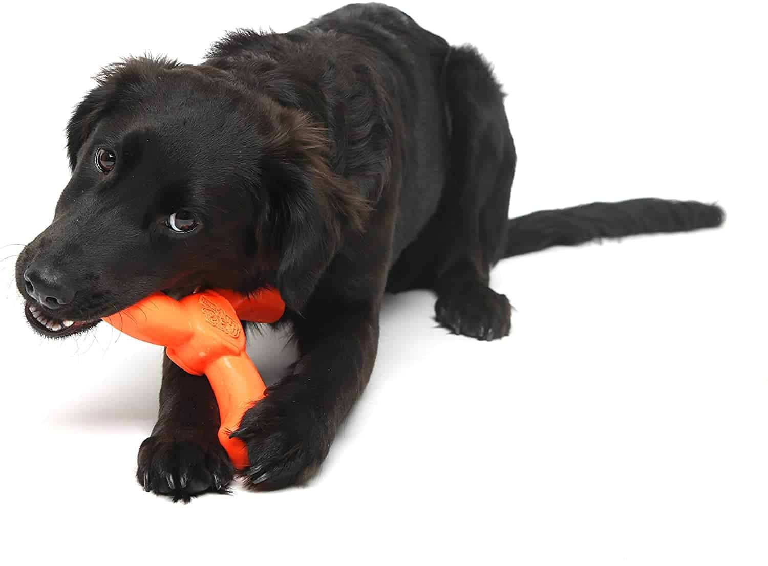 best-dog-chew-toy-travel-roamilicious