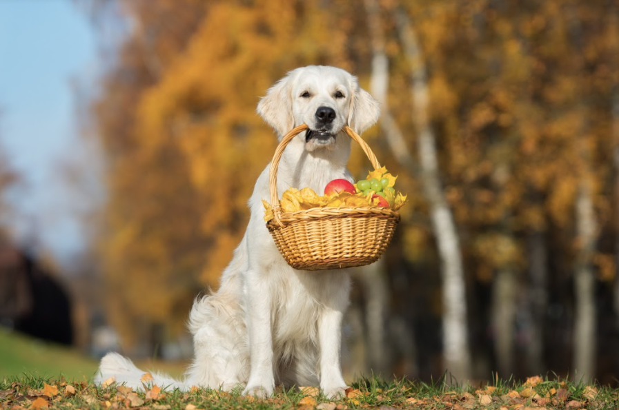 fruit treats for dogs