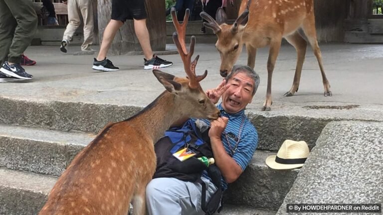 Japan is unlike any other country, and these photos prove it