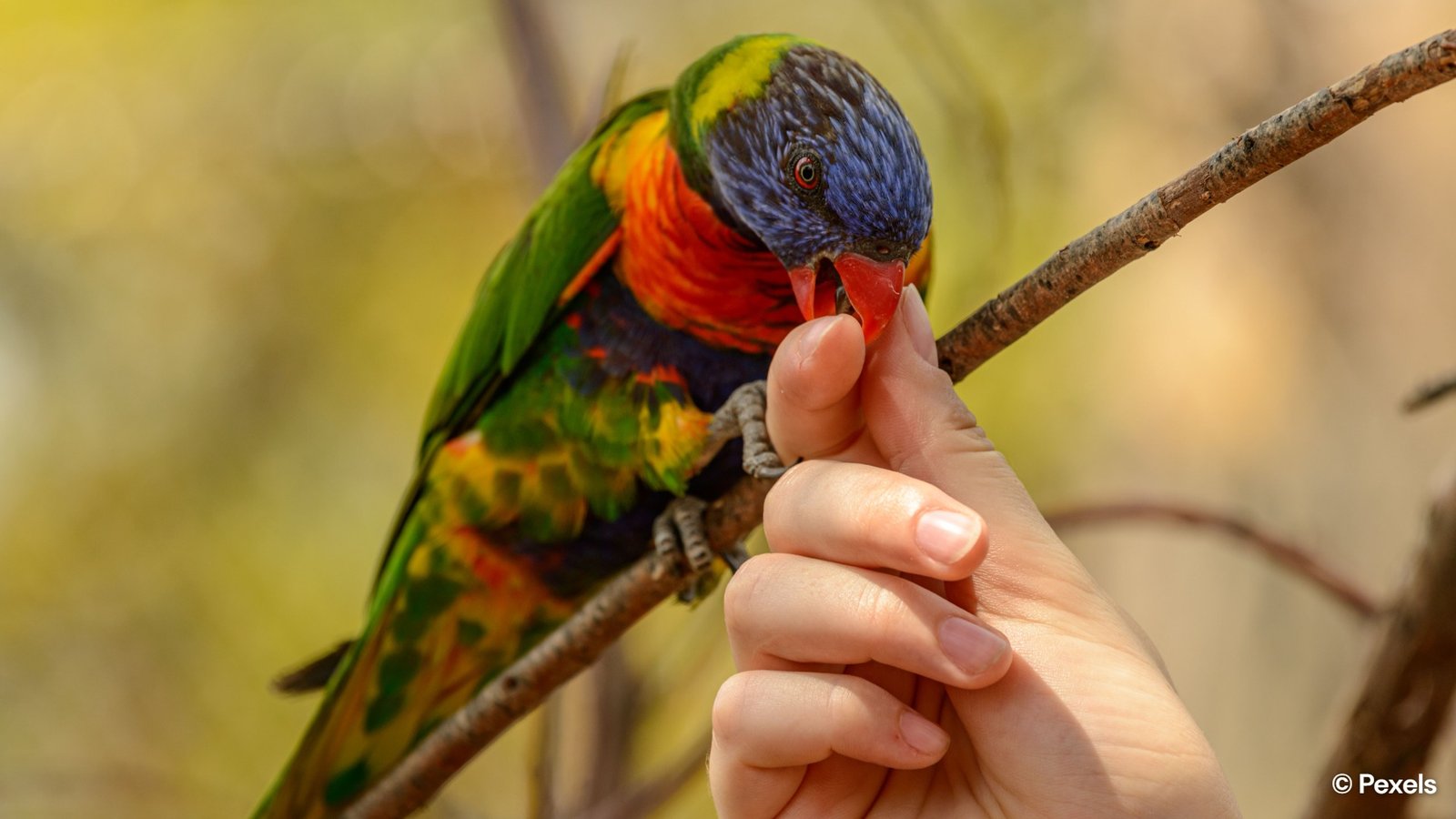 Feed wild lorikeets