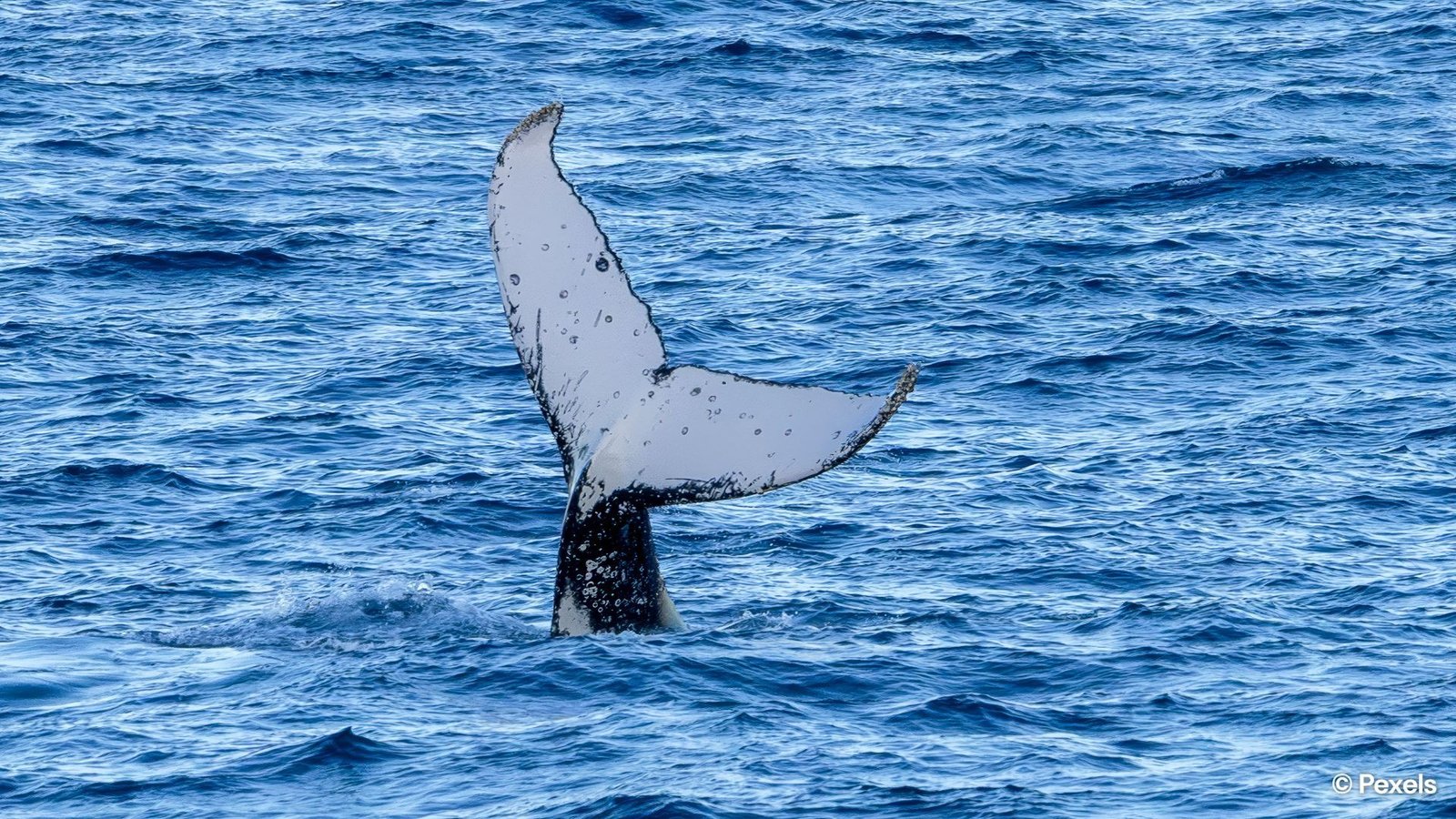 Watch migrating whales